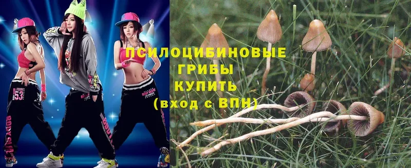 Псилоцибиновые грибы Psilocybe  Мосальск 